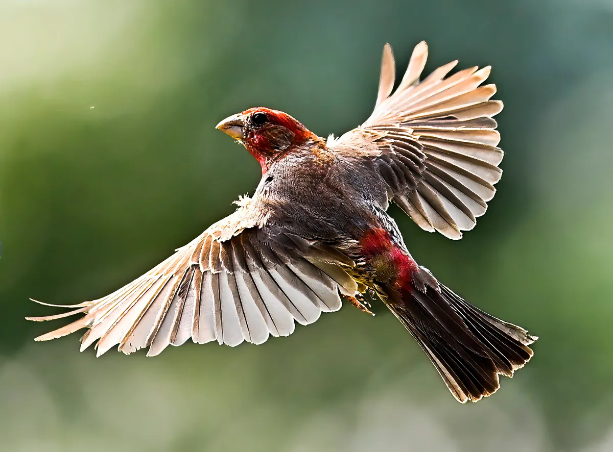 inspirational flying bird picture